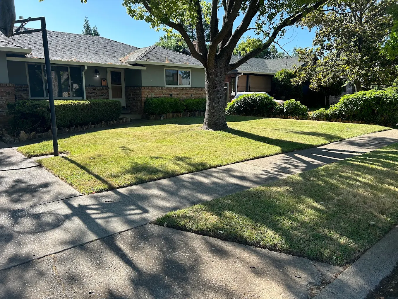 Well-maintained front yard with freshly mowed lawn, trimmed hedges, and mature shade tree in residential neighborhood