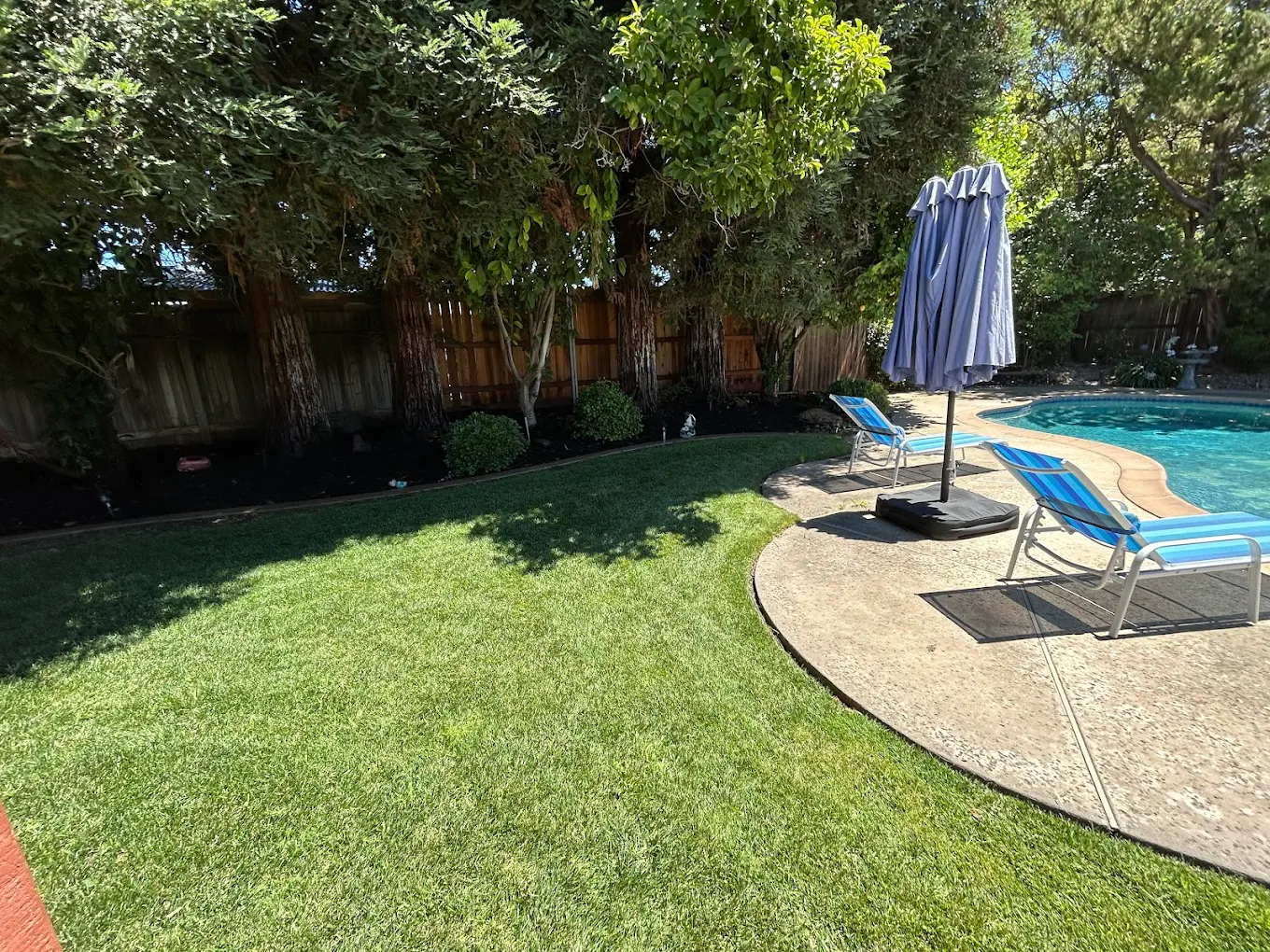 Manicured green lawn beside pool with landscaped shrubs along wooden fence and shade trees in backyard