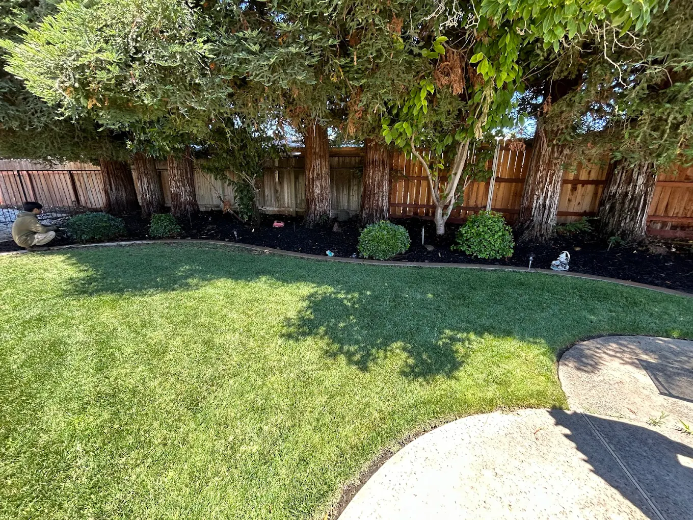Manicured lawn with fresh mulch bed along fence line, trimmed hedges and trees in residential backyard
