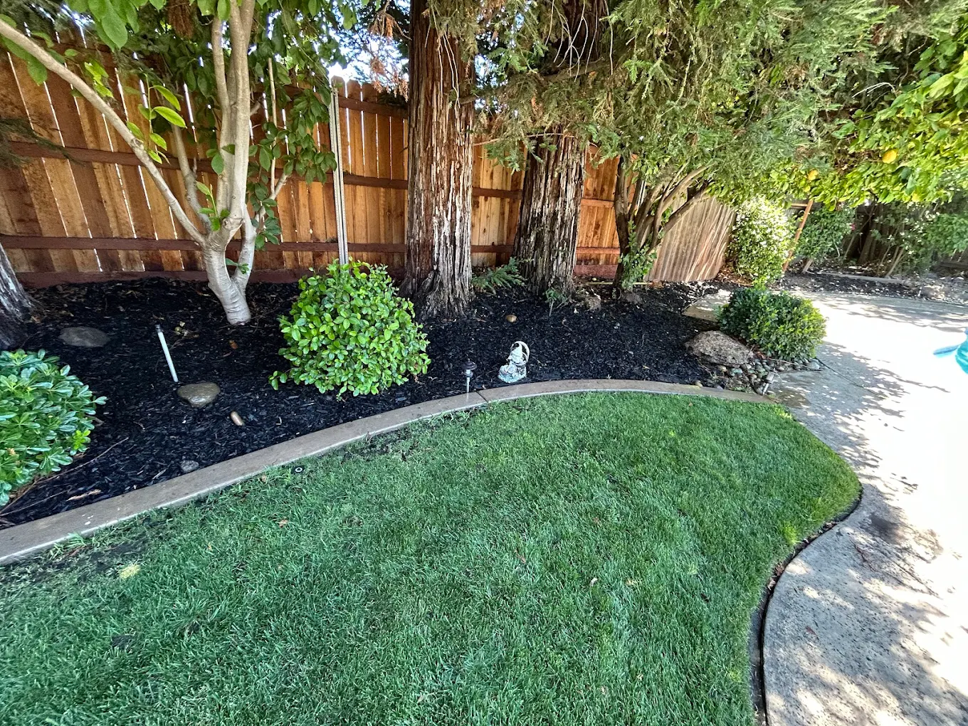 Curved lawn bordered by black mulch landscaping bed with shrubs and trees along wooden fence in backyard
