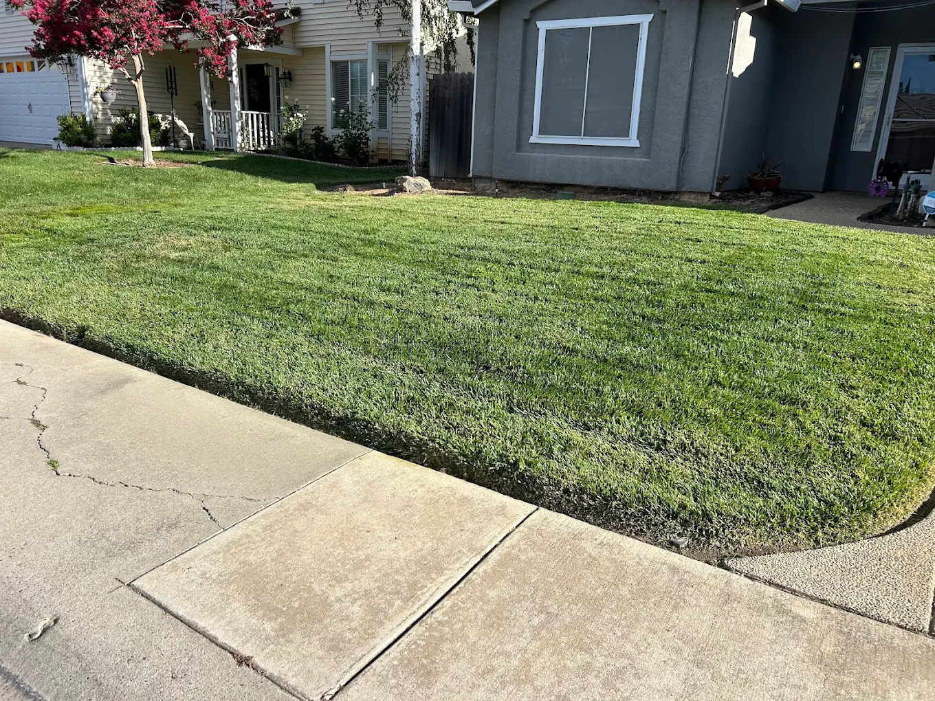 Freshly mowed residential front lawn with clean edges and healthy green grass in Elk Grove neighborhood