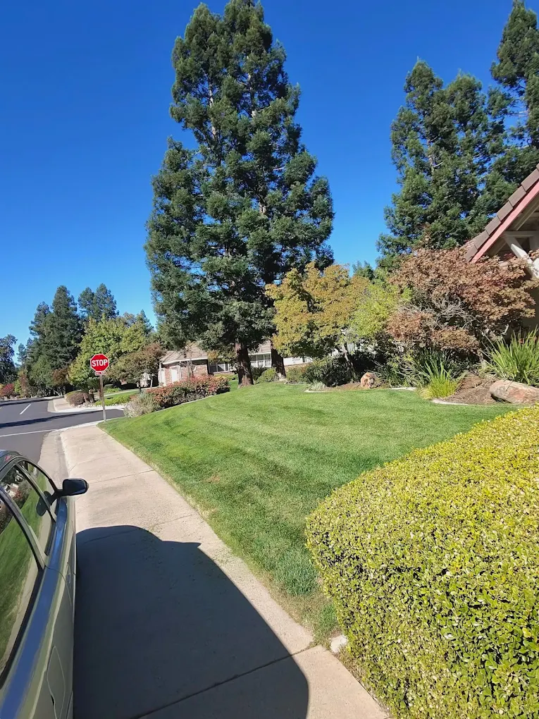 Freshly mowed front lawn with trimmed hedges and landscaping in residential neighborhood
